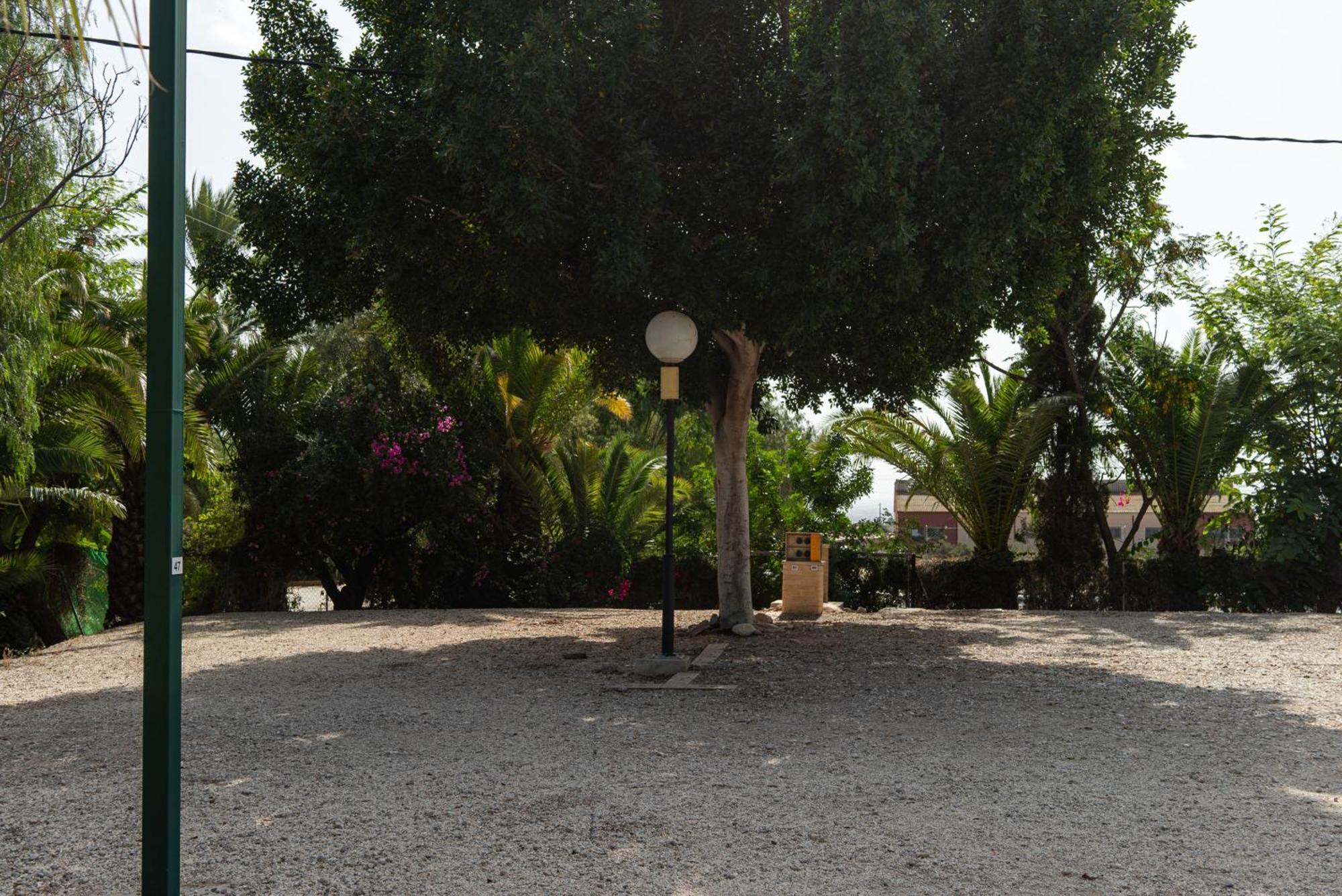 Palmeras Crevillente